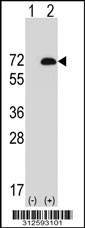Western blot analysis of his-tag GRID1 (arrow) using his tag antibody. 293T cell lysates (2 ug/lane) either nontransfected (Lane 1) or transiently transfected with the LGALS14 gene