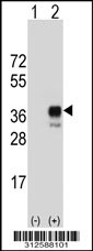 Western blot analysis of his-tag GPM6A (arrow) using his tag antibody. 293T cell lysates (2 ug/lane) either nontransfected (Lane 1) or transiently transfected with the GPM6A gene