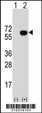 Western blot analysis of his-tag GATA3 (arrow) using his tag antibody. 293T cell lysates (2 ug/lane) either nontransfected (Lane 1) or transiently transfected with the GATA3 gene
