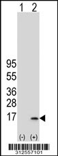 Western blot analysis of his-tag ERH (arrow) using his tag antibody. 293T cell lysates (2 ug/lane) either nontransfected (Lane 1) or transiently transfected with the ERH gene