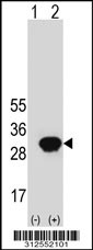 Western blot analysis of his-tag CFD (arrow) using his tag antibody. 293T cell lysates (2 ug/lane) either nontransfected (Lane 1) or transiently transfected with the CFD gene