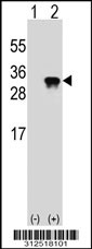 Western blot analysis of his-tag EFNA1 (arrow) using his tag antibody. 293T cell lysates (2 ug/lane) either nontransfected (Lane 1) or transiently transfected with the EFNA1 gene