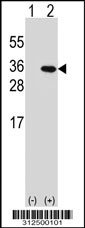 Western blot analysis of his-tag DDIT3 (arrow) using his tag antibody. 293T cell lysates (2 ug/lane) either nontransfected (Lane 1) or transiently transfected with the DDIT3 gene