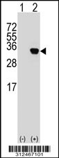 Western blot analysis of his-tag EDN3 (arrow) using his tag antibody. 293T cell lysates (2 ug/lane) either nontransfected (Lane 1) or transiently transfected with the EDN3 gene