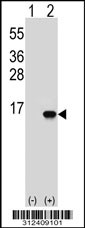 Western blot analysis of his-tag COX7A2 (arrow) using his tag antibody. 293T cell lysates (2 ug/lane) either nontransfected (Lane 1) or transiently transfected with the COX7A2 gene