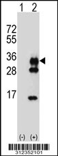 Western blot analysis of his-tag CD37 (arrow) using his tag antibody. 293T cell lysates (2 ug/lane) either nontransfected (Lane 1) or transiently transfected with the CD37 gene