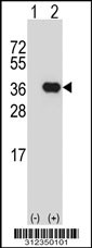 Western blot analysis of his-tag CD1E (arrow) using his tag antibody. 293T cell lysates (2 ug/lane) either nontransfected (Lane 1) or transiently transfected with the LGALS9 gene
