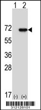 Western blot analysis of his-tag EGR1 (arrow) using his tag antibody. 293T cell lysates (2 ug/lane) either nontransfected (Lane 1) or transiently transfected with the EGR1 gene