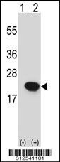 Western blot analysis of his-tag UBL4A (arrow) using his tag antibody. 293 cell lysates (2 ug/lane) either nontransfected (Lane 1) or transiently transfected with the UBL4A gene