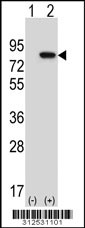 Western blot analysis of his-tag EPB41L2 (arrow) using his tag antibody. 293 cell lysates (2 ug/lane) either nontransfected (Lane 1) or transiently transfected with the EPB41L2 gene