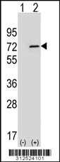 Western blot analysis of his-tag ELF2 (arrow) using his tag antibody. 293 cell lysates (2 ug/lane) either nontransfected (Lane 1) or transiently transfected with the ELF2 gene