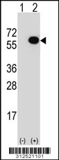 Western blot analysis of his-tag EGR2 (arrow) using his tag antibody. 293 cell lysates (2 ug/lane) either nontransfected (Lane 1) or transiently transfected with the EGR2 gene