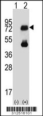 Western blot analysis of his-tag EBF1 (arrow) using his tag antibody. 293 cell lysates (2 ug/lane) either nontransfected (Lane 1) or transiently transfected with the EBF1 gene