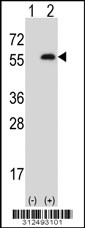Western blot analysis of his-tag CSTF1 (arrow) using his tag antibody. 293 cell lysates (2 ug/lane) either nontransfected (Lane 1) or transiently transfected with the CSTF1 gene