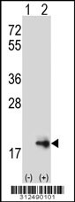Western blot analysis of his-tag CST2 (arrow) using his tag antibody. 293 cell lysates (2 ug/lane) either nontransfected (Lane 1) or transiently transfected with the CST2 gene