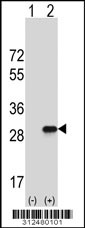 Western blot analysis of his-tag CRYBB3 (arrow) using his tag antibody. 293 cell lysates (2 ug/lane) either nontransfected (Lane 1) or transiently transfected with the CRYBB3 gene
