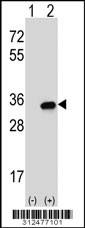 Western blot analysis of his-tag STOM (arrow) using his tag antibody. 293 cell lysates (2 ug/lane) either nontransfected (Lane 1) or transiently transfected with the STOM gene