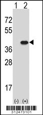 Western blot analysis of his-tag ELAVL2 (arrow) using his tag antibody. 293 cell lysates (2 ug/lane) either nontransfected (Lane 1) or transiently transfected with the ELAVL2 gene