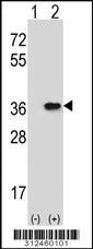 Western blot analysis of his-tag DLX4 (arrow) using his tag antibody. 293 cell lysates (2 ug/lane) either nontransfected (Lane 1) or transiently transfected with the DLX4 gene