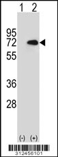 Western blot analysis of his-tag DBH (arrow) using his tag antibody. 293 cell lysates (2 ug/lane) either nontransfected (Lane 1) or transiently transfected with the DBH gene