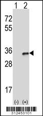 Western blot analysis of his-tag CTSG (arrow) using his tag antibody. 293 cell lysates (2 ug/lane) either nontransfected (Lane 1) or transiently transfected with the CTSG gene
