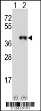 Western blot analysis of his-tag CD1C (arrow) using his tag antibody. 293 cell lysates (2 ug/lane) either nontransfected (Lane 1) or transiently transfected with the CD1C gene