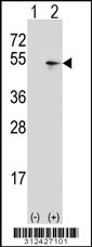 Western blot analysis of his-tag POLR3D (arrow) using his tag antibody. 293 cell lysates (2 ug/lane) either nontransfected (Lane 1) or transiently transfected with the POLR3D gene