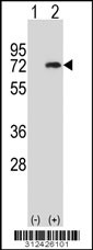 Western blot analysis of his-tag FOXN3 (arrow) using his tag antibody. 293 cell lysates (2 ug/lane) either nontransfected (Lane 1) or transiently transfected with the FOXN3 gene