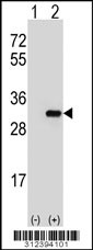 Western blot analysis of his-tag CLIC2 (arrow) using his tag antibody. 293 cell lysates (2 ug/lane) either nontransfected (Lane 1) or transiently transfected with the CLIC2 gene