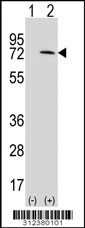 Western blot analysis of his-tag CHGA (arrow) using his tag antibody. 293 cell lysates (2 ug/lane) either nontransfected (Lane 1) or transiently transfected with the CHGA gene