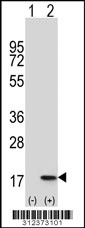 Western blot analysis of his-tag CENPA (arrow) using his tag antibody. 293 cell lysates (2 ug/lane) either nontransfected (Lane 1) or transiently transfected with the CENPA gene