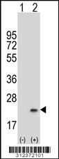 Western blot analysis of his-tag CEBPG (arrow) using his tag antibody. 293 cell lysates (2 ug/lane) either nontransfected (Lane 1) or transiently transfected with the CEBPG gene