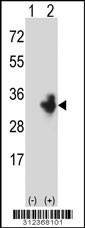 Western blot analysis of his-tag CEACAM3 (arrow) using his tag antibody. 293 cell lysates (2 ug/lane) either nontransfected (Lane 1) or transiently transfected with the CEACAM3 gene