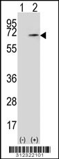 Western blot analysis of his-tag ANGPT2 (arrow) using his tag antibody. 293 cell lysates (2 ug/lane) either nontransfected (Lane 1) or transiently transfected with the ANGPT2 gene