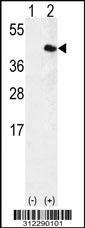 Western blot analysis of his-tag ATF1 (arrow) using his tag antibody. 293 cell lysates (2 ug/lane) either nontransfected (Lane 1) or transiently transfected with the ATF1 gene