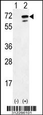 Western blot analysis of his-tag ARSE (arrow) using his tag antibody. 293 cell lysates (2 ug/lane) either nontransfected (Lane 1) or transiently transfected with the ARSE gene