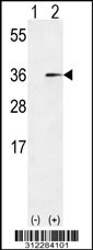 Western blot analysis of his-tag ANXA13 (arrow) using his tag antibody. 293 cell lysates (2 ug/lane) either nontransfected (Lane 1) or transiently transfected with the ANXA13 gene