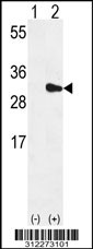 Western blot analysis of his-tag SLC25A5 (arrow) using his tag antibody. 293 cell lysates (2 ug/lane) either nontransfected (Lane 1) or transiently transfected with the SLC25A5 gene