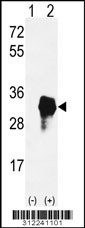 Western blot analysis of his-tag CCND3 (arrow) using his tag antibody. 293 cell lysates (2 ug/lane) either nontransfected (Lane 1) or transiently transfected with the CCND3 gene