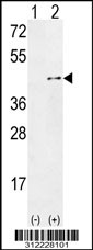 Western blot analysis of his-tag ARR3 (arrow) using his tag antibody. 293 cell lysates (2 ug/lane) either nontransfected (Lane 1) or transiently transfected with the ARR3 gene
