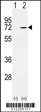Western blot analysis of his-tag PABPC1 (arrow) using his tag antibody. 293 cell lysates (2 ug/lane) either nontransfected (Lane 1) or transiently transfected with the PABPC1 gene
