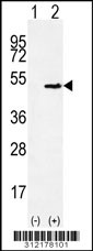Western blot analysis of his-tag TPH1 (arrow) using his tag antibody. 293 cell lysates (2 ug/lane) either nontransfected (Lane 1) or transiently transfected with the TPH1 gene