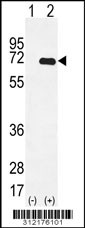 Western blot analysis of his-tag KIAA0831 (arrow) using his tag antibody. 293 cell lysates (2 ug/lane) either nontransfected (Lane 1) or transiently transfected with the KIAA0831 gene