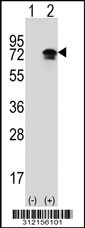 Western blot analysis of his-tag PRKAA2 (arrow) using his tag antibody. 293 cell lysates (2 ug/lane) either nontransfected (Lane 1) or transiently transfected with the PRKAA2 gene