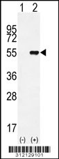 Western blot analysis of his-tag EGR3 (arrow) using his tag antibody. 293 cell lysates (2 ug/lane) either nontransfected (Lane 1) or transiently transfected with the EGR3 gene