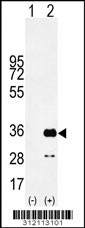 Western blot analysis of his-tag AFMID (arrow) using his tag antibody. 293 cell lysates (2 ug/lane) either nontransfected (Lane 1) or transiently transfected with the AFMID gene