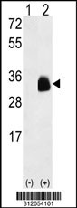 Western blot analysis of his-tag NEUROG3 (arrow) using his tag antibody. 293 cell lysates (2 ug/lane) either nontransfected (Lane 1) or transiently transfected with the NEUROG3 gene