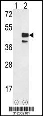 Western blot analysis of his-tag NDE1 (arrow) using his tag antibody. 293 cell lysates (2 ug/lane) either nontransfected (Lane 1) or transiently transfected with the NDE1 gene