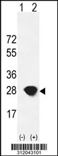Western blot analysis of his-tag HSPB1 (arrow) using his tag antibody. 293 cell lysates (2 ug/lane) either nontransfected (Lane 1) or transiently transfected with the HSPB1 gene