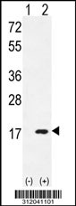 Western blot analysis of his-tag HIST1H4A (arrow) using his tag antibody. 293 cell lysates (2 ug/lane) either nontransfected (Lane 1) or transiently transfected with the HIST1H4A gene